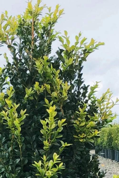 Arctic Emerald Columnar Boxwood - 1 Gallon Pot 8 Arctic Emerald Columnar Boxwood - 1 Gallon Pot - Image 6