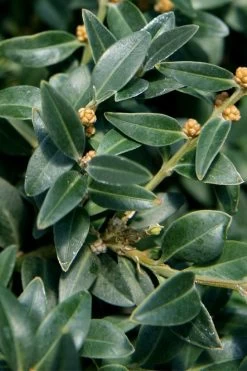 Arctic Emerald Columnar Boxwood - 6 Pack Of 1 Gallon Pots -SHRUBS and BUSHES Store buxus sempervirens arctic emerald boxwood 16