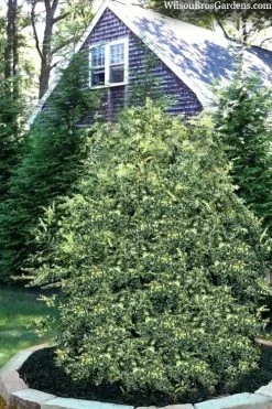 Golden Weeping Boxwood (Buxus Sempervirens 'Aurea Pendula') - 1 Gallon Pot 10 Golden Weeping Boxwood (Buxus Sempervirens 'Aurea Pendula') - 1 Gallon Pot -SHRUBS and BUSHES Store buxus sempervirens aurea pendula variegated weeping boxwood 3