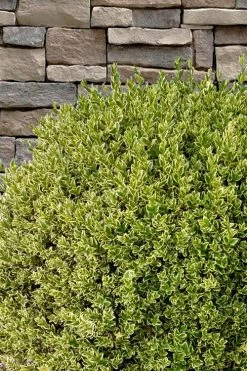 Variegated Boxwood (Buxus Sempervirens 'Aureovariegata') - 2 Gallon Pot 15 Variegated Boxwood (Buxus Sempervirens 'Aureovariegata') - 2 Gallon Pot -SHRUBS and BUSHES Store buxus sempervirens aureovariegata variegated boxwood 10 1