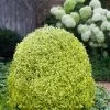 Variegated Boxwood (Buxus Sempervirens 'Aureovariegata') - 2 Gallon Pot - SALE 1 Variegated Boxwood (Buxus Sempervirens 'Aureovariegata') - 2 Gallon Pot - SALE -SHRUBS and BUSHES Store buxus sempervirens aureovariegata variegated boxwood 5 2