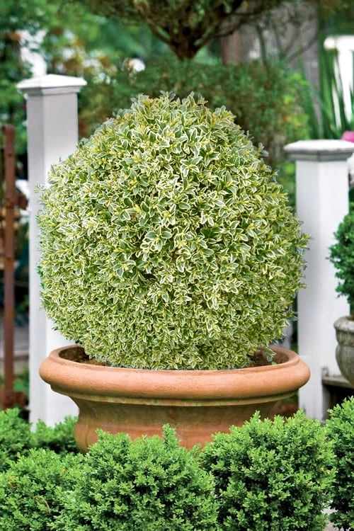 Elegans Variegated Boxwood - Buxus Sempervirens 'Elegantissima' - 6 Pack Of 1 Gallon Pots 6 Elegans Variegated Boxwood - Buxus Sempervirens 'Elegantissima' - 6 Pack Of 1 Gallon Pots - Image 4