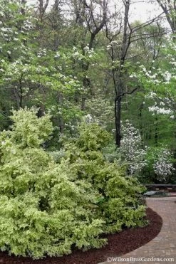 Elegans Variegated Boxwood - Buxus Sempervirens 'Elegantissima' - 6 Pack Of 1 Gallon Pots 13 Elegans Variegated Boxwood - Buxus Sempervirens 'Elegantissima' - 6 Pack Of 1 Gallon Pots -SHRUBS and BUSHES Store buxus sempervirens elegantissima variegated boxwood 102 3