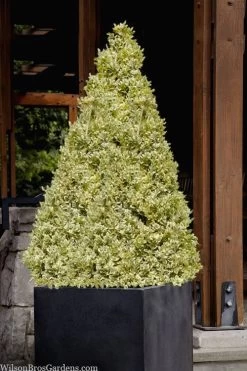 Elegans Variegated Boxwood - Buxus Sempervirens 'Elegantissima' - 1 Gallon Pot 12 Elegans Variegated Boxwood - Buxus Sempervirens 'Elegantissima' - 1 Gallon Pot -SHRUBS and BUSHES Store buxus sempervirens elegantissima variegated boxwood 105