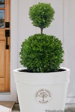 Dwarf English Boxwood Two-Ball Poodle Tier Topiary - 3 Gallon Pot