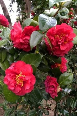 Turandot Camellia Japonica - 7 Gallon Pot -SHRUBS and BUSHES Store caellia turandot 20