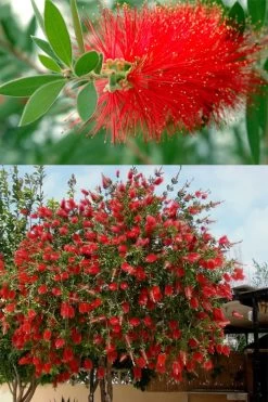 Red Cluster Bottlebrush Tree - 7 Gallon Pot 10 Red Cluster Bottlebrush Tree - 7 Gallon Pot -SHRUBS and BUSHES Store callistemon red cluster bottlebrush 102