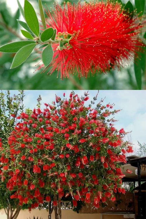 Red Cluster Bottlebrush Tree - 7 Gallon Pot 6 Red Cluster Bottlebrush Tree - 7 Gallon Pot - Image 4