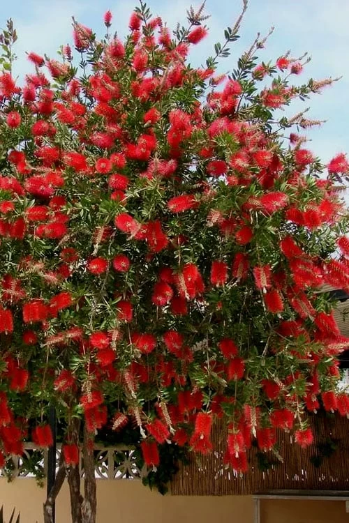 Red Cluster Bottlebrush Tree - 7 Gallon Pot 3 Red Cluster Bottlebrush Tree - 7 Gallon Pot