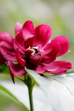 Hartlage Wine Sweetshrub (Calycanthus Raulstonii) - 3 Gallon Pot -SHRUBS and BUSHES Store calycanthus raulstonii hartlage wine sweetshrub 2