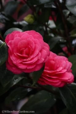April Dawn Cold Hardy Camellia Japonica - 1 Gallon Pot -SHRUBS and BUSHES Store camellia april dawn 20