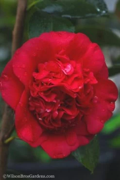 April Tryst Camellia Japonica - 3 Gallon Pot 11 April Tryst Camellia Japonica - 3 Gallon Pot -SHRUBS and BUSHES Store camellia april tryst 21