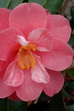 Coral Delight Camellia Hybrid - 1 Gallon Pot 12 Coral Delight Camellia Hybrid - 1 Gallon Pot -SHRUBS and BUSHES Store camellia coral delight 3 1