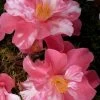 Coral Delight Camellia Hybrid - 1 Gallon Pot