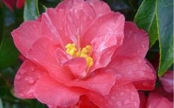Coral Delight Camellia Hybrid - 3 Gallon Pot 13 Coral Delight Camellia Hybrid - 3 Gallon Pot -SHRUBS and BUSHES Store camellia coral delight 5