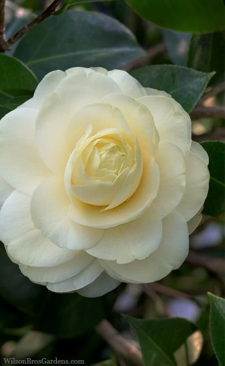 Dahlonega Camellia Japonica - 3 Gallon Pot 2 Dahlonega Camellia Japonica - 3 Gallon Pot