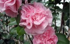 Debutante Pink Camellia Japonica - 6 Pack Of 1 Gallon Pots 10 Debutante Pink Camellia Japonica - 6 Pack Of 1 Gallon Pots -SHRUBS and BUSHES Store camellia debutante pink 5
