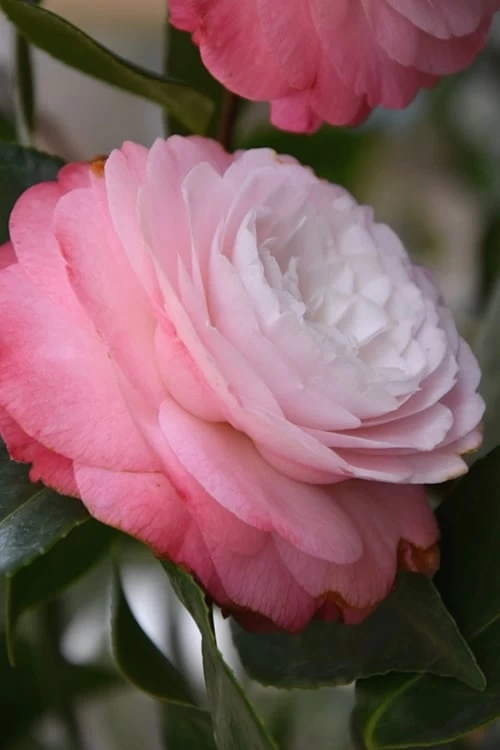 Desire Camellia Japonica - 1 Gallon Pot 3 Desire Camellia Japonica - 1 Gallon Pot