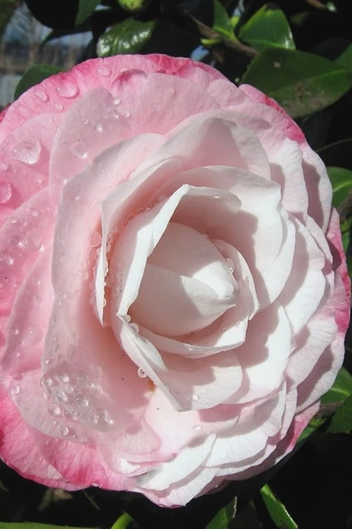 Desire Camellia Japonica - 1 Gallon Pot 7 Desire Camellia Japonica - 1 Gallon Pot - Image 5