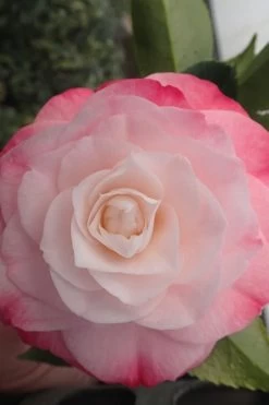 Desire Camellia Japonica - 1 Gallon Pot 10 Desire Camellia Japonica - 1 Gallon Pot -SHRUBS and BUSHES Store camellia desire 3