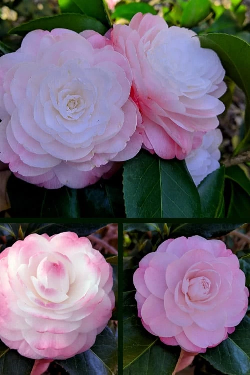 Guest Star Camellia Japonica - 3 Gallon Pot 7 Guest Star Camellia Japonica - 3 Gallon Pot - Image 5