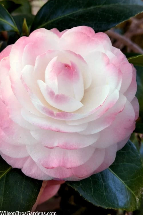 Guest Star Camellia Japonica - 3 Gallon Pot 3 Guest Star Camellia Japonica - 3 Gallon Pot
