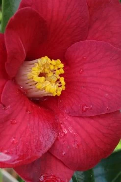 Adeyaka Camellia Japonica - 3 Gallon Pot -SHRUBS and BUSHES Store camellia japonica adeyaka 1