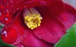 Adeyaka Camellia Japonica - 3 Gallon Pot -SHRUBS and BUSHES Store camellia japonica adeyaka 3