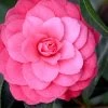 April Kiss Pink Double Flowered Camellia Japonica - 1 Gallon Pot -SHRUBS and BUSHES Store camellia japonica april kiss 104