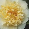 Jury's Yellow Camellia - 3 Gallon Pot