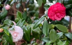 LA Peppermint Camellia Japonica - 1 Gallon Pot -SHRUBS and BUSHES Store camellia japonica la peppermint 101 1