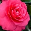 Rose Dawn Camellia Japonica - 3 Gallon Pot 2 Rose Dawn Camellia Japonica - 3 Gallon Pot -SHRUBS and BUSHES Store camellia japonica rose dawn 23