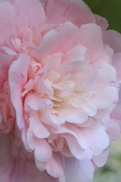 Thompsonii Camellia Japonica - 1 Gallon Pot -SHRUBS and BUSHES Store camellia japonica thompsonii 2