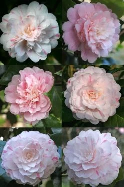 Thompsonii Camellia Japonica - 1 Gallon Pot -SHRUBS and BUSHES Store camellia japonica thompsonii 4
