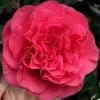 Tomorrow Camellia - 3 Gallon Pot 1 Tomorrow Camellia - 3 Gallon Pot -SHRUBS and BUSHES Store camellia japonica tomorrow 1