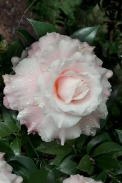 Jerry Donnan Camellia Japonica - 3 Gallon Pot