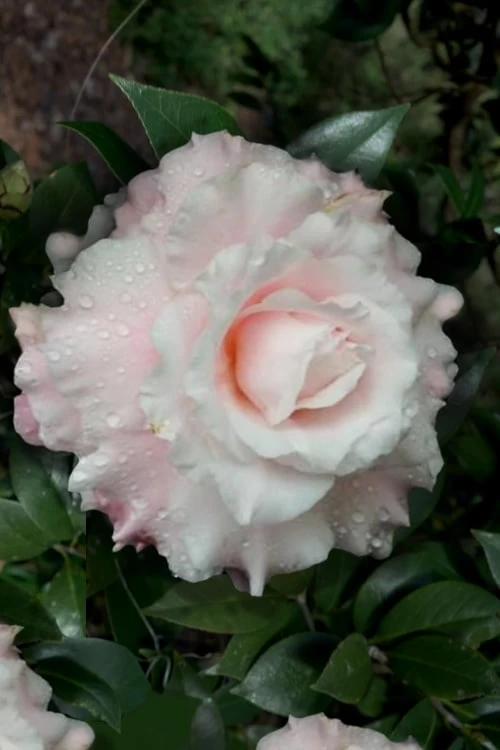 Jerry Donnan Camellia Japonica - 3 Gallon Pot 3 Jerry Donnan Camellia Japonica - 3 Gallon Pot