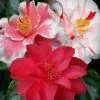 Lady Vansittart Multicolor Camellia Japonica - 3 Gallon Pot 2 Lady Vansittart Multicolor Camellia Japonica - 3 Gallon Pot -SHRUBS and BUSHES Store camellia lady vansittart 50 2