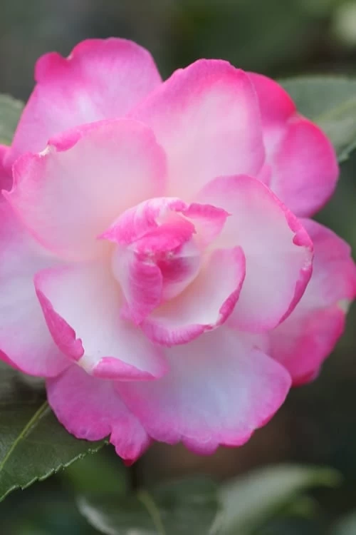 Leslie Ann Camellia Sasanqua - 3 Gallon Pot 3 Leslie Ann Camellia Sasanqua - 3 Gallon Pot