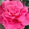 Marie Bracey Camellia Japonica - 3 Gallon Pot 1 Marie Bracey Camellia Japonica - 3 Gallon Pot -SHRUBS and BUSHES Store camellia marie bracey 101