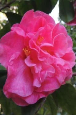 Marie Bracey Camellia Japonica - 3 Gallon Pot 14 Marie Bracey Camellia Japonica - 3 Gallon Pot -SHRUBS and BUSHES Store camellia marie bracey 5