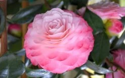 Nuccio's Pearl Camellia Japonica - 1 Gallon Pot 11 Nuccio's Pearl Camellia Japonica - 1 Gallon Pot -SHRUBS and BUSHES Store camellia mnuccios pearl 3 1