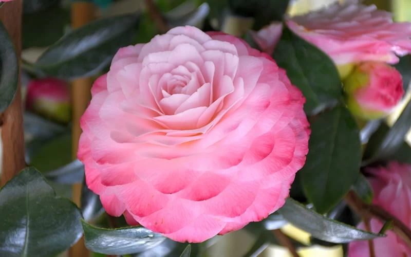 Nuccio's Pearl Camellia Japonica - 3 Gallon Pot 7 Nuccio's Pearl Camellia Japonica - 3 Gallon Pot - Image 5
