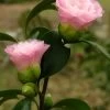 Nuccio's Pearl Camellia Japonica - 1 Gallon Pot -SHRUBS and BUSHES Store camellia nuccios pearl 2 1