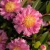 October Magic Carpet Dwarf Camellia - 1 Gallon Pot -SHRUBS and BUSHES Store camellia october magic carpet 10 2