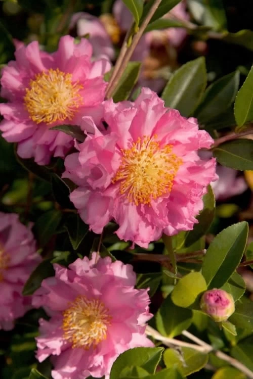 October Magic Carpet Dwarf Camellia - 3 Gallon Pot 3 October Magic Carpet Dwarf Camellia - 3 Gallon Pot