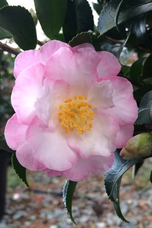 October Magic Orchid Camellia - 3 Gallon Pot 3 October Magic Orchid Camellia - 3 Gallon Pot