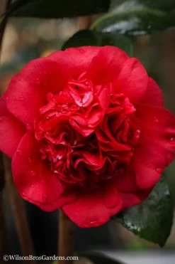 Professor Sargent Camellia Japonica - 7 Gallon Pot (3-4') 11 Professor Sargent Camellia Japonica - 7 Gallon Pot (3-4') -SHRUBS and BUSHES Store camellia professor sargent 20 1