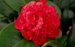 Professor Sargent Camellia Japonica - 7 Gallon Pot (3-4') 12 Professor Sargent Camellia Japonica - 7 Gallon Pot (3-4') -SHRUBS and BUSHES Store camellia professor sargent bloom 1