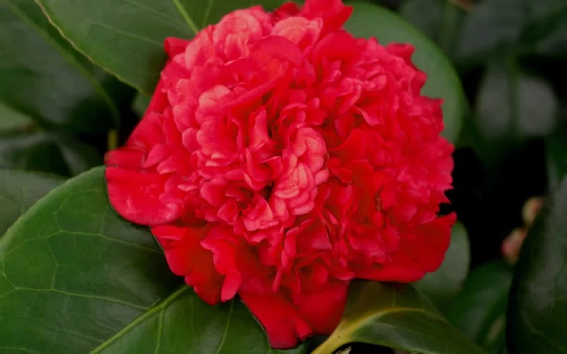 Professor Sargent Camellia Japonica - 7 Gallon Pot (3-4') 7 Professor Sargent Camellia Japonica - 7 Gallon Pot (3-4') - Image 5